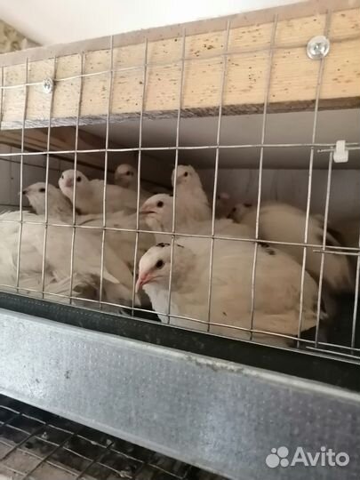 Перепел птенцы несушки