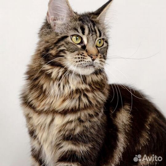 Котята мейн-кун