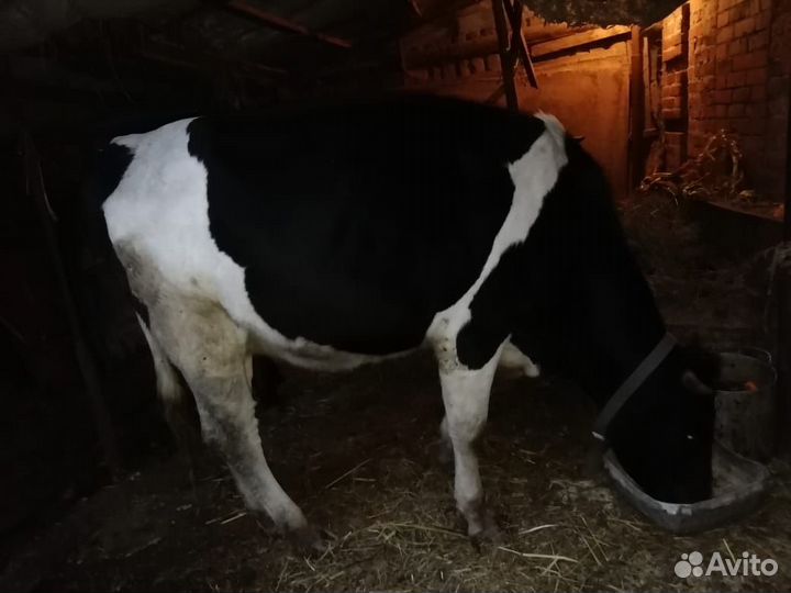 Корова и тёлка