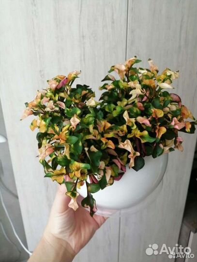 Альтернантера