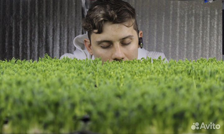 Семена микрозелени Кинза (кориандр)