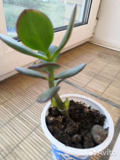 Суккуленты(денежное дерево)