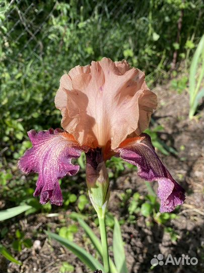 Ирисы бородатые 300 сортов