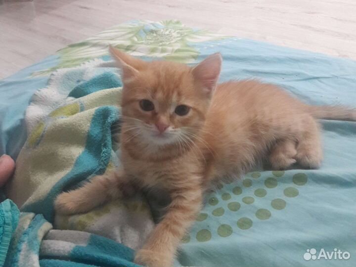 Котейка в дар