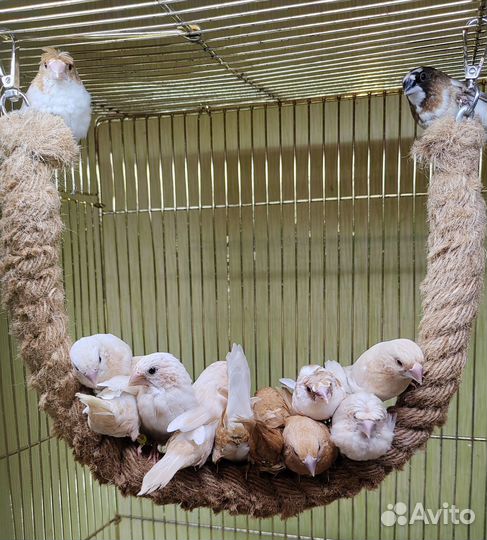 Молодняк японской амадины