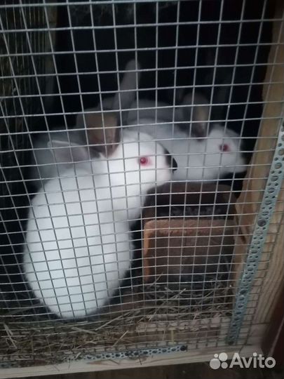 Кролики, мясо