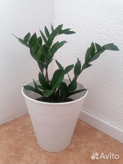 Замиокулькас