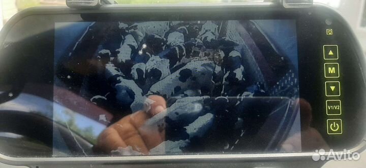 Перевозка лошадей животных скота