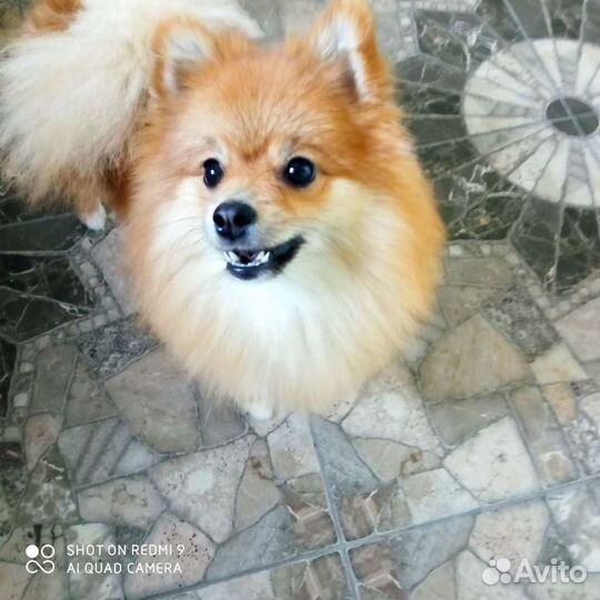 Передержка для собак