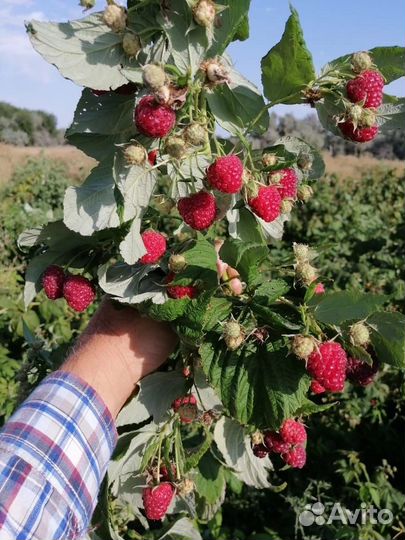 Рассада малины