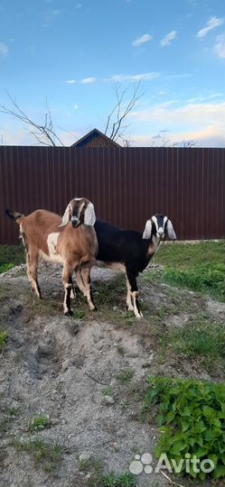 Нубийские козочки