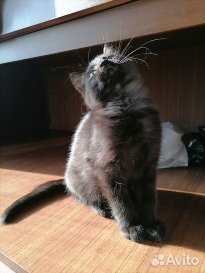 Котенок мальчик