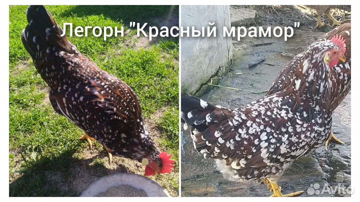 Инкубационное яйцо и цыплята