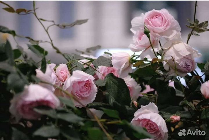 Английские розы Wedgwood