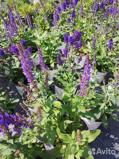 Шалфей дубравный