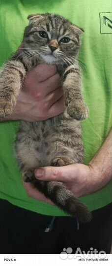 Шотландские котята