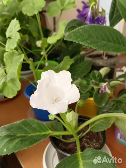 Глоксиния белая