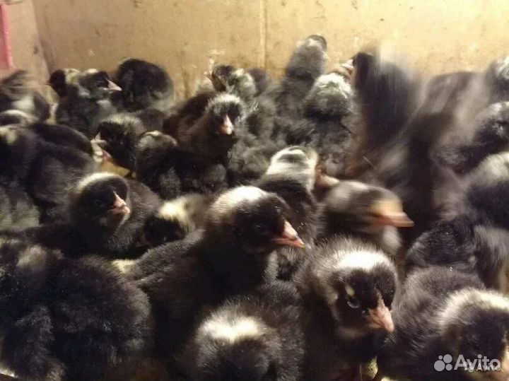 Цыплята мастер грей, гриз Бар, доминант 300