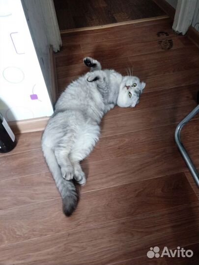 Домашние животные кошки