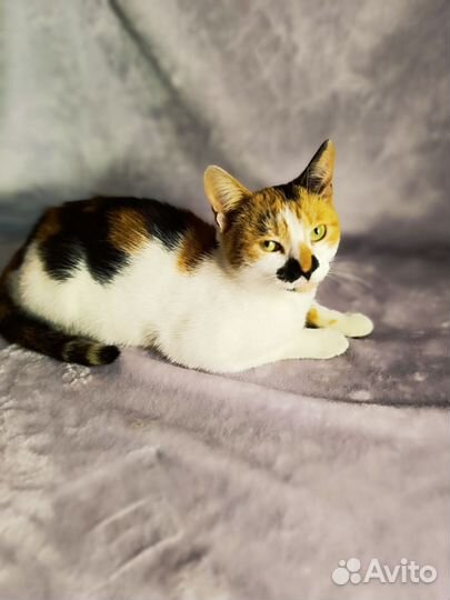 Кошка в дар