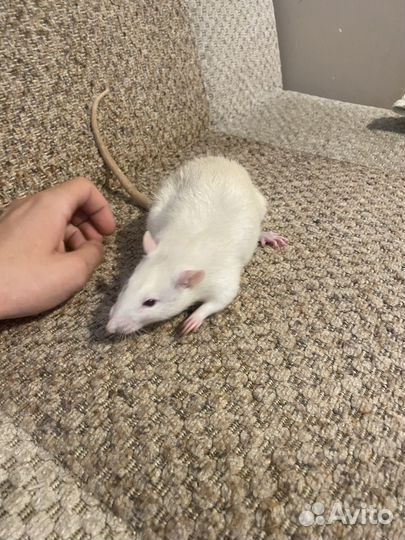 Крыски ручные