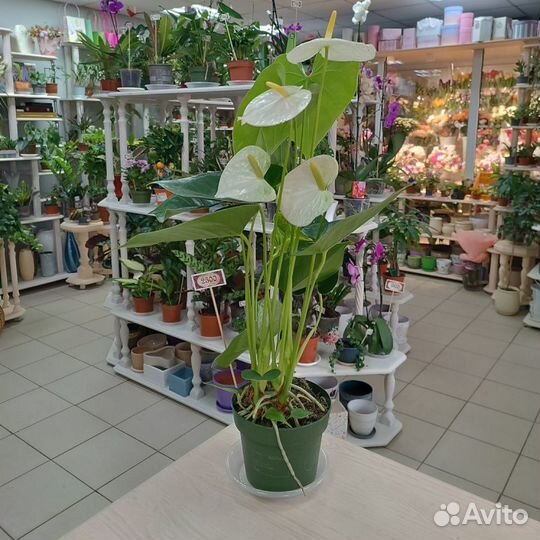 Горшечные цветы и горшки