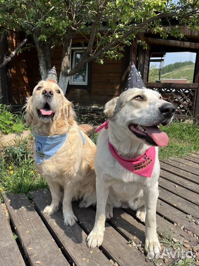 Зоогостиница для собак