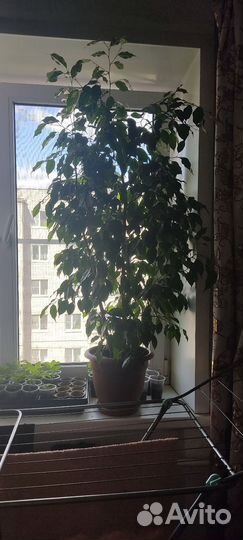 Фикус бенджамина