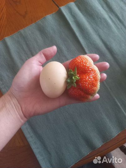 Клубника купчиха, роксана окс