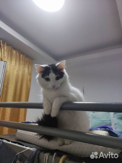 Усыновление кошки
