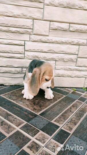 Бигль мaльчик