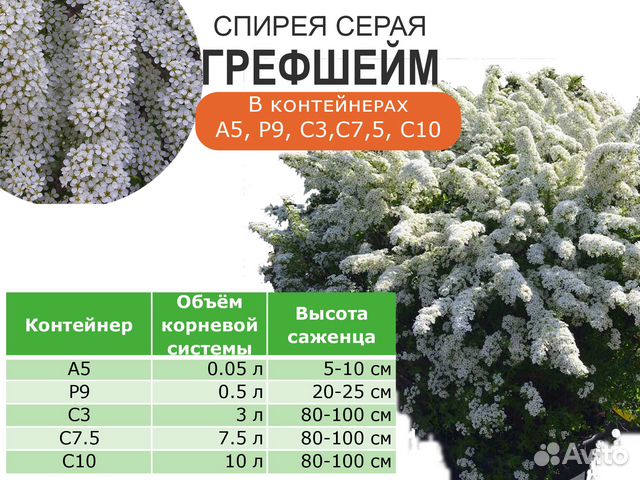 Спирея. Саженцы зкс купить в Ярославле | Товары для дома и дачи | Авито