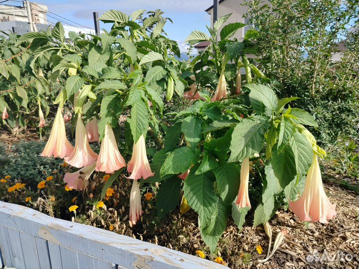 Черенки бругмансии