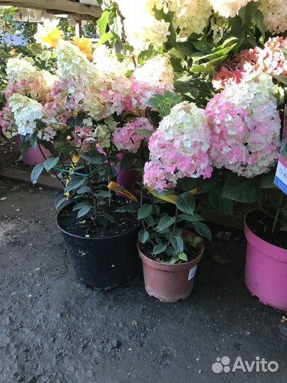 Самарская Лидия