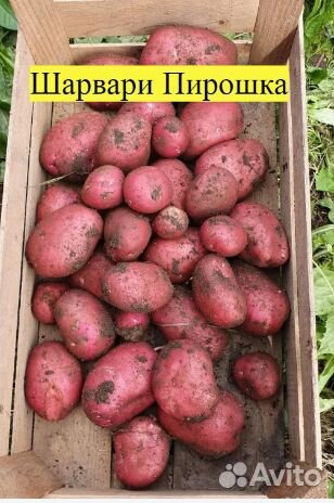 Редкие сорта, семенной картофель