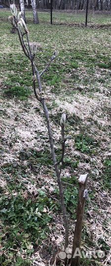 Саженцы рябины обыкновенной
