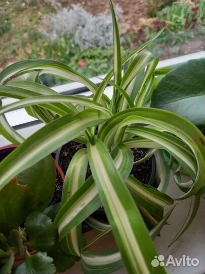 Хлорофитум Бонни кудрявый