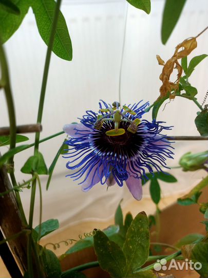 Комнатное растение Пасифлора