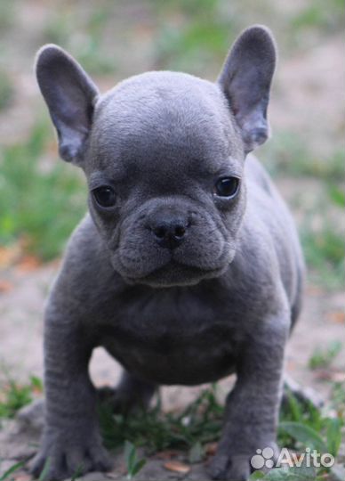 Французский бульдог(мальчик)