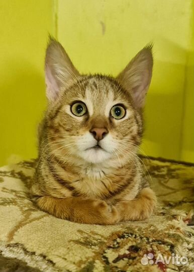 Кошка чаузи ф1