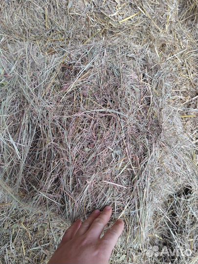 Сено суданка в тюках с доставкой