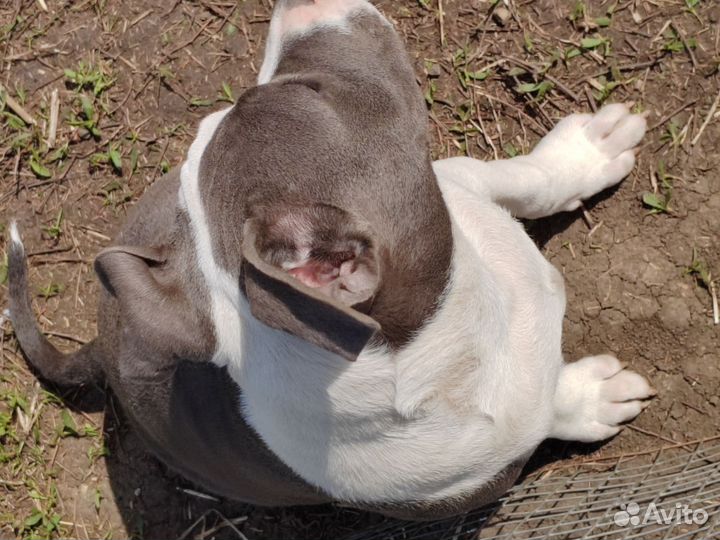 Стаффордширский терьер щенки щенок