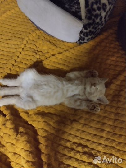 Кошка в дар