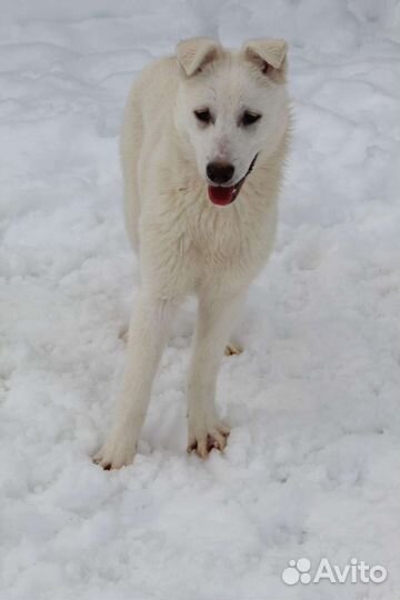 Щенок ищет дом