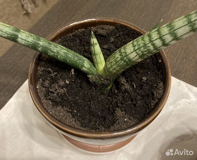 Сансевиерия