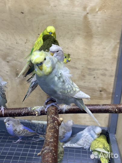 Попугаи хагоромо, ввп чехи