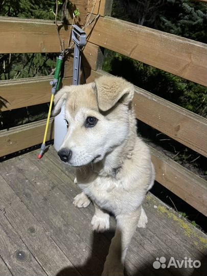 Щенки хаски