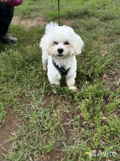 Вязка мини мальтипу f1