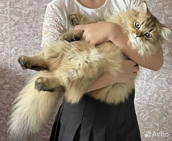 Шотландский котёнок