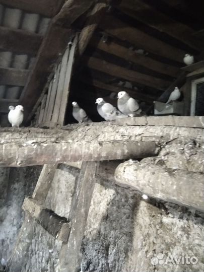 Продажа голубей пермских